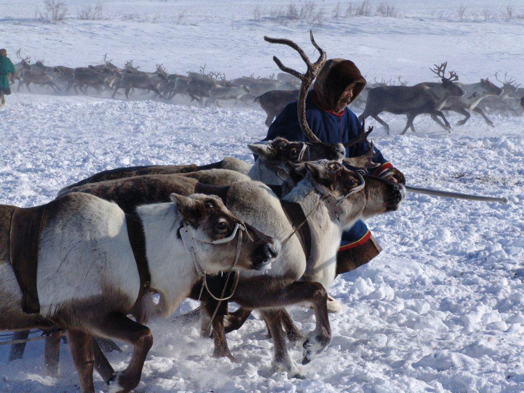 Kometos reindeer slaughterhouse and processing plant in Arctic conditions